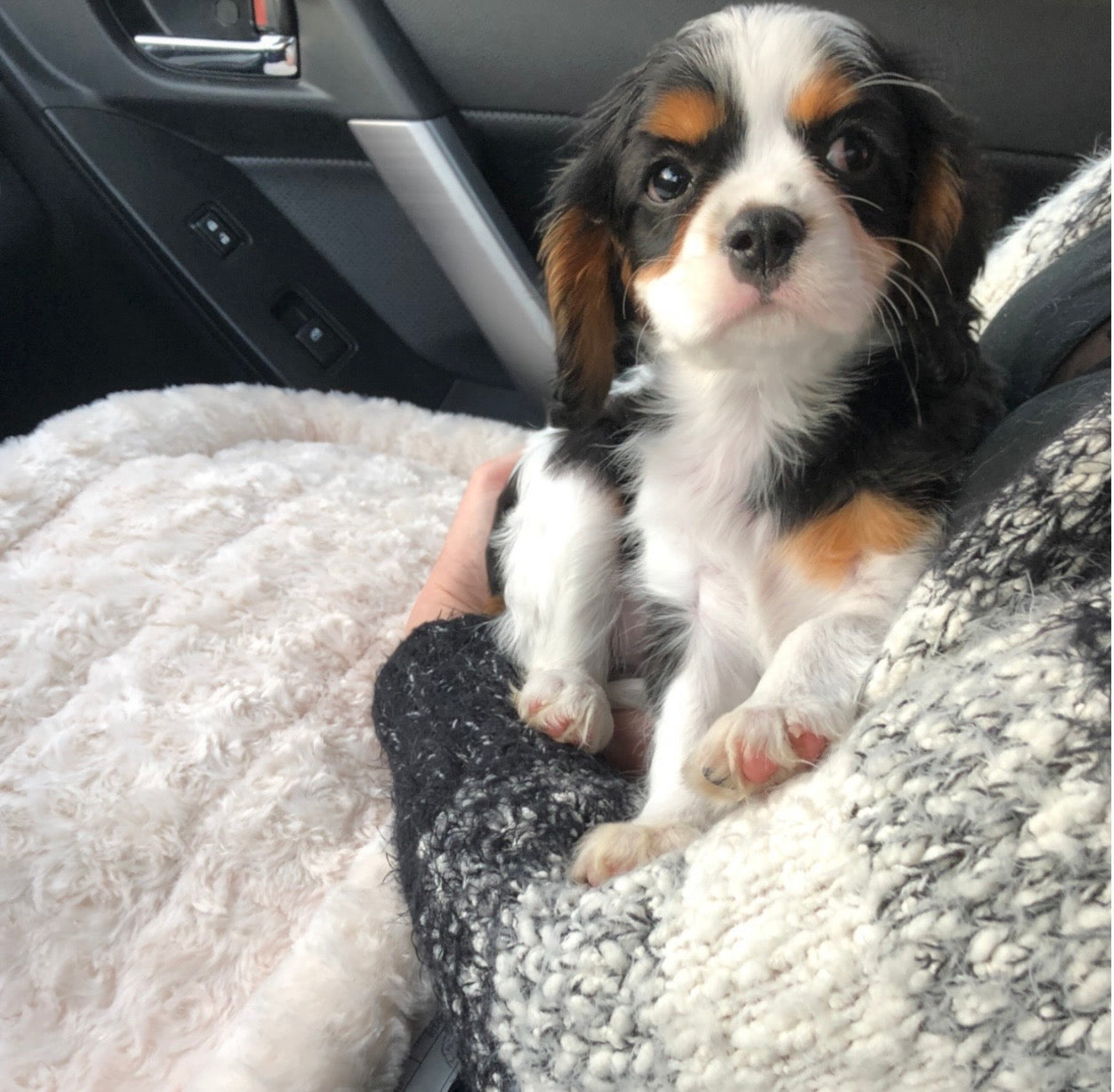 Puppy Care 101: A Pet Lover's Guide for New Dog Parents
