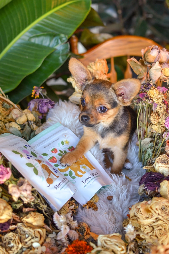 Botanical Bones Love Bites Peanut Butter, Strawberry & Beet Dog Treats – 5 oz.